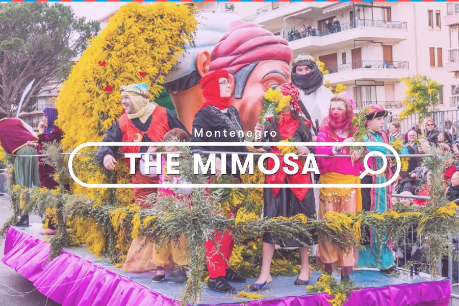 Montenegro Events: The Mimosa Festival in Montenegro